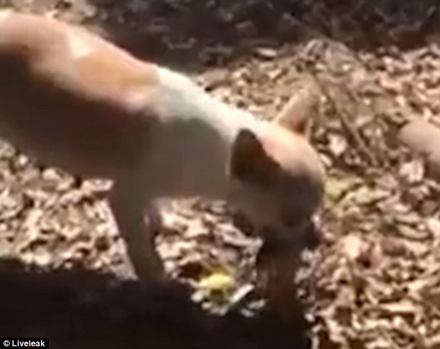 estremecedor perrita cava una tumba y entierra a su cachorro muerto chihuahua