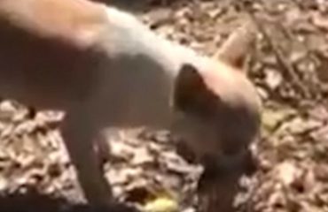 estremecedor perrita cava una tumba y entierra a su cachorro muerto chihuahua
