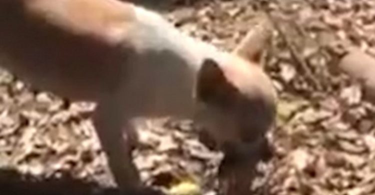 estremecedor perrita cava una tumba y entierra a su cachorro muerto chihuahua