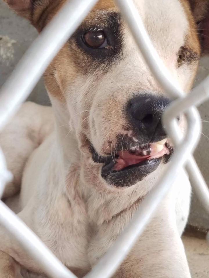 rescate perrita la usaban como una maquina de producir perritos mandibula partida ojo salido pata rota preñada y mamas destruidas