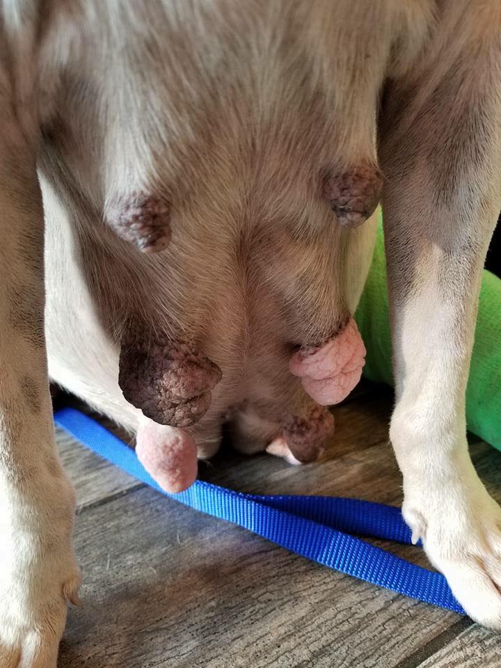 rescate perrita la usaban como una maquina de producir perritos mandibula partida ojo salido pata rota preñada y mamas destruidas