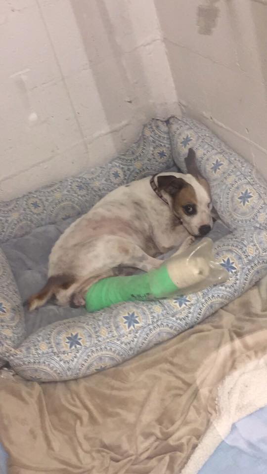 rescate perrita la usaban como una maquina de producir perritos mandibula partida ojo salido pata rota preñada y mamas destruidas