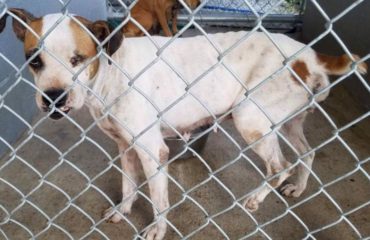 rescate perrita la usaban como una maquina de producir perritos mandibula partida ojo salido pata rota preñada y mamas destruidas