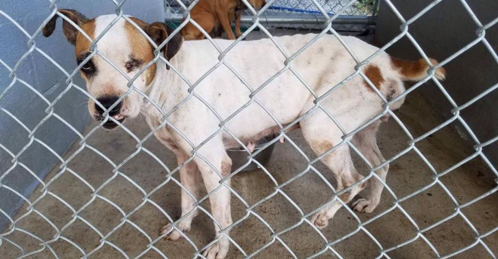 Esta perrita habría sido atropellada y golpeada hasta desfigurarla para después abandonarla Esta perrita habría sido atropellada y golpeada hasta desfigurarla para después abandonarla