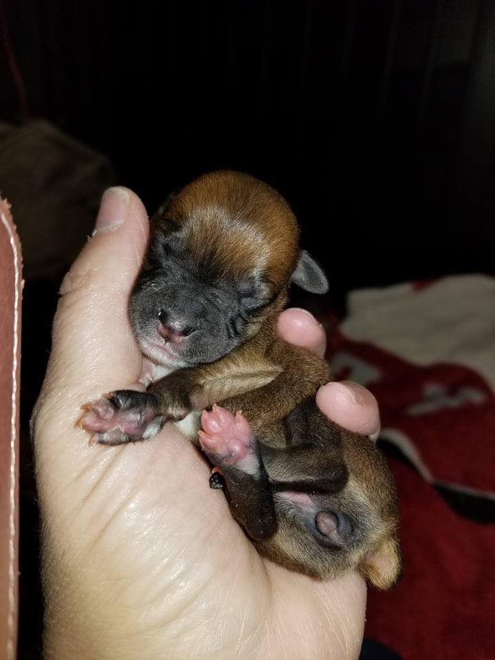 rescate perrita la usaban como una maquina de producir perritos mandibula partida ojo salido pata rota preñada y mamas destruidas