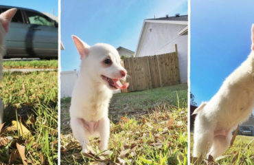 perrito-discapacitado-salta