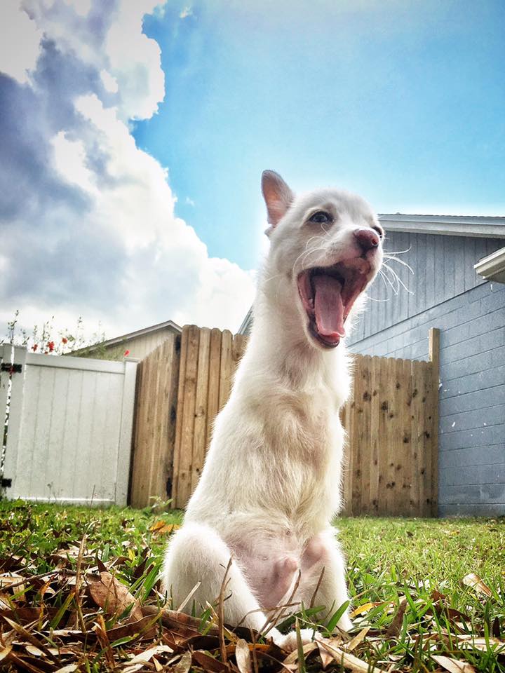 perrito nació sin patas delanteras pippin camina saltando Loveyloaves Special Needs Rescue and Sanctuary no sabe que es discapacitado camina saltando en patas traseras 