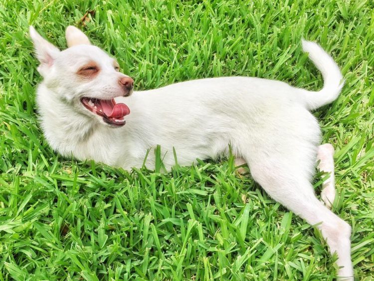 perrito nació sin patas delanteras pippin camina saltando Loveyloaves Special Needs Rescue and Sanctuary no sabe que es discapacitado camina saltando en patas traseras 