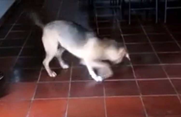 perro loco pastor aleman persigue láser se pega contra pared advertir peligros usar láser con perros crazy german shepherd chases laser warning dogs