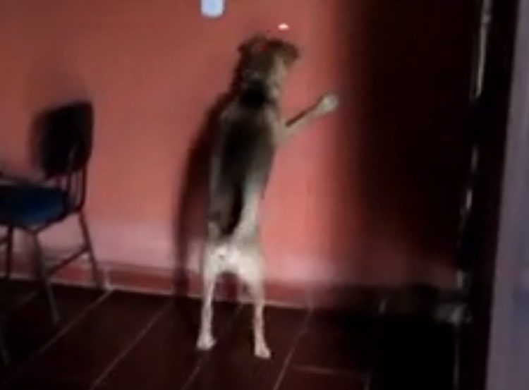 perro loco pastor aleman persigue láser se pega contra pared advertir peligros usar láser con perros crazy german shepherd chases laser warning dogs