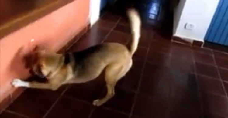 perro loco pastor aleman persigue láser se pega contra pared advertir peligros usar láser con perros crazy german shepherd chases laser warning dogs