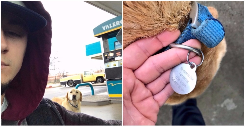 Cuando quiso ayudar a un perro a encontrar su hogar, descubrió su verdadera historia