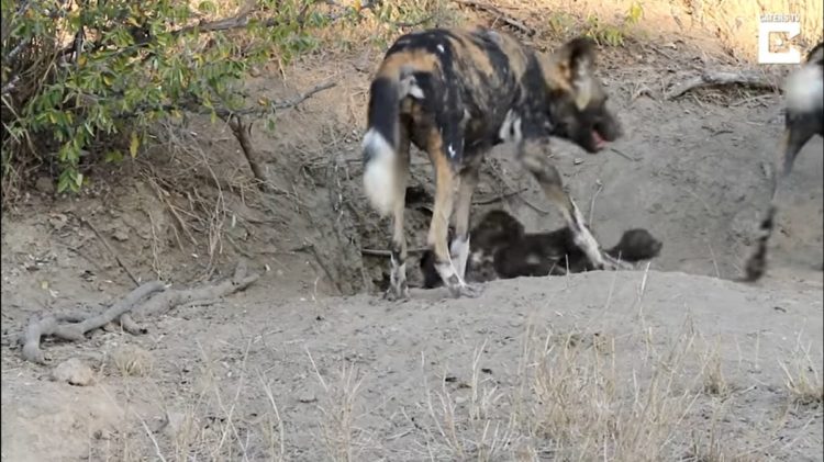 Dylan Auerbach presencia perros salvajes de la sabana comiendo cachorros salen madriguera comer desayuno Thornybush Private Nature Reserve in South Africa's Greater Kruger National Park Massimo da Silva