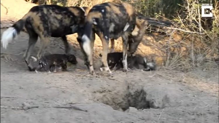 Dylan Auerbach presencia perros salvajes de la sabana comiendo cachorros salen madriguera comer desayuno Thornybush Private Nature Reserve in South Africa's Greater Kruger National Park Massimo da Silva