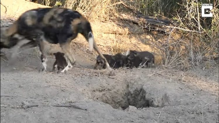 Dylan Auerbach presencia perros salvajes de la sabana comiendo cachorros salen madriguera comer desayuno Thornybush Private Nature Reserve in South Africa's Greater Kruger National Park Massimo da Silva