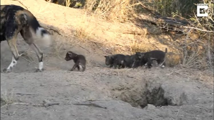 Dylan Auerbach presencia perros salvajes de la sabana comiendo cachorros salen madriguera comer desayuno Thornybush Private Nature Reserve in South Africa's Greater Kruger National Park Massimo da Silva