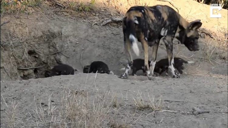 Dylan Auerbach presencia perros salvajes de la sabana comiendo cachorros salen madriguera comer desayuno Thornybush Private Nature Reserve in South Africa's Greater Kruger National Park Massimo da Silva