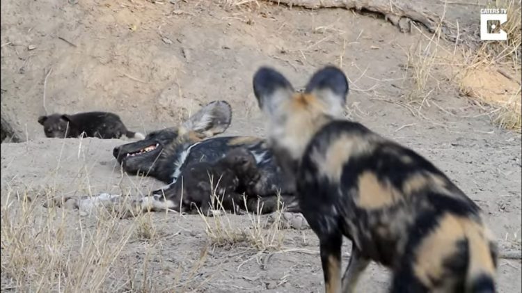 Dylan Auerbach presencia perros salvajes de la sabana comiendo cachorros salen madriguera comer desayuno Thornybush Private Nature Reserve in South Africa's Greater Kruger National Park Massimo da Silva