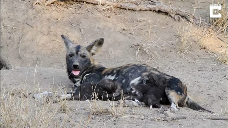 Dylan Auerbach presencia perros salvajes de la sabana comiendo cachorros salen madriguera comer desayuno Thornybush Private Nature Reserve in South Africa's Greater Kruger National Park Massimo da Silva