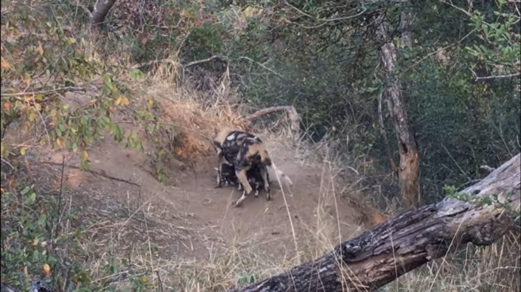 Dylan Auerbach presencia perros salvajes de la sabana comiendo cachorros salen madriguera comer desayuno Thornybush Private Nature Reserve in South Africa's Greater Kruger National Park Massimo da Silva