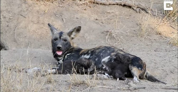 Dylan Auerbach presencia perros salvajes de la sabana comiendo cachorros salen madriguera comer desayuno Thornybush Private Nature Reserve in South Africa's Greater Kruger National Park Massimo da Silva