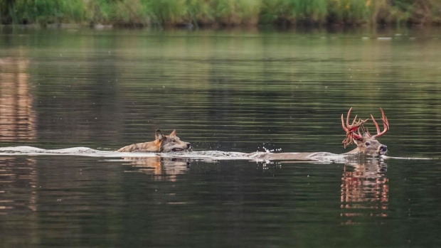 lobo persigue alce venado carrera acuática lago pero lo piensa mejor y se devuelve derrotado wolf chases deer swimming to the lake 