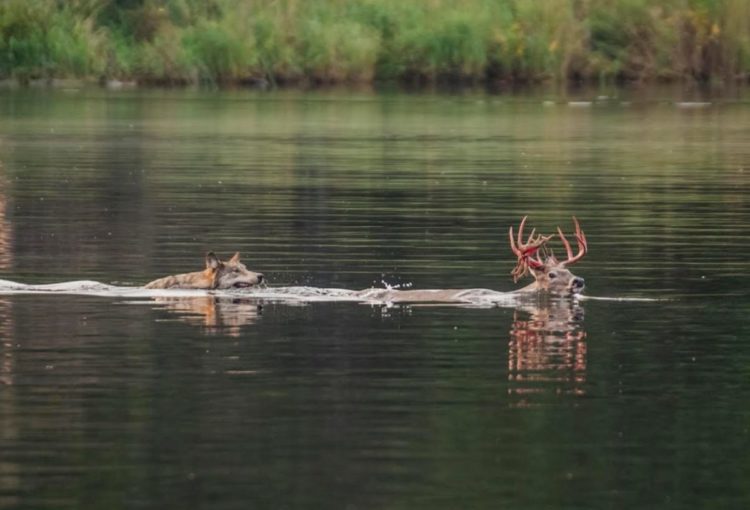lobo persigue alce venado carrera acuática lago pero lo piensa mejor y se devuelve derrotado wolf chases deer swimming to the lake 