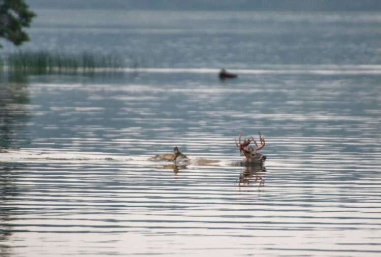 lobo persigue alce venado carrera acuática lago pero lo piensa mejor y se devuelve derrotado wolf chases deer swimming to the lake 