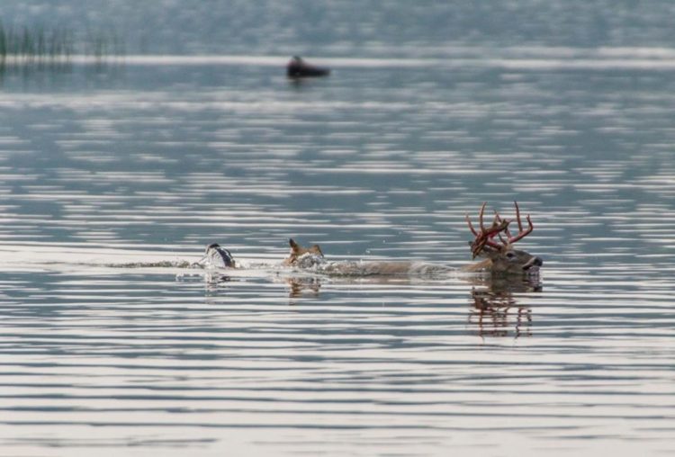 lobo persigue alce venado carrera acuática lago pero lo piensa mejor y se devuelve derrotado wolf chases deer swimming to the lake 