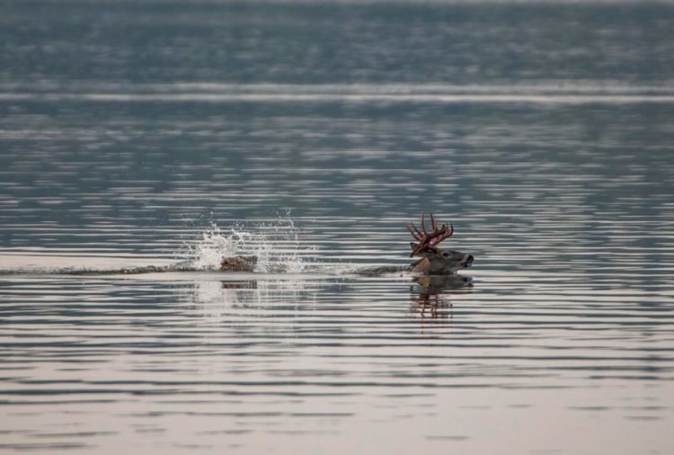 lobo persigue alce venado carrera acuática lago pero lo piensa mejor y se devuelve derrotado wolf chases deer swimming to the lake 