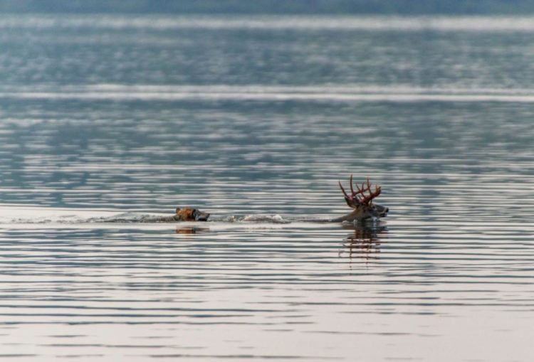 lobo persigue alce venado carrera acuática lago pero lo piensa mejor y se devuelve derrotado wolf chases deer swimming to the lake 