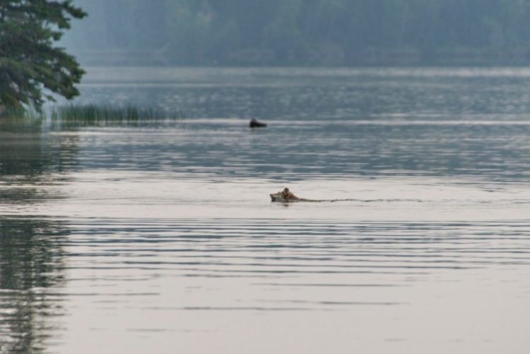 lobo persigue alce venado carrera acuática lago pero lo piensa mejor y se devuelve derrotado wolf chases deer swimming to the lake 