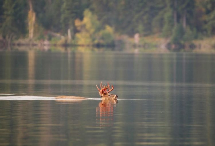 lobo persigue alce venado carrera acuática lago pero lo piensa mejor y se devuelve derrotado wolf chases deer swimming to the lake 