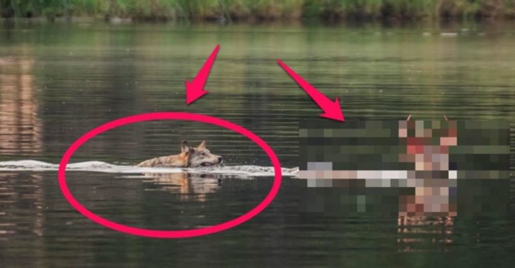 lobo persigue alce venado carrera acuática lago pero lo piensa mejor y se devuelve derrotado wolf chases deer swimming to the lake