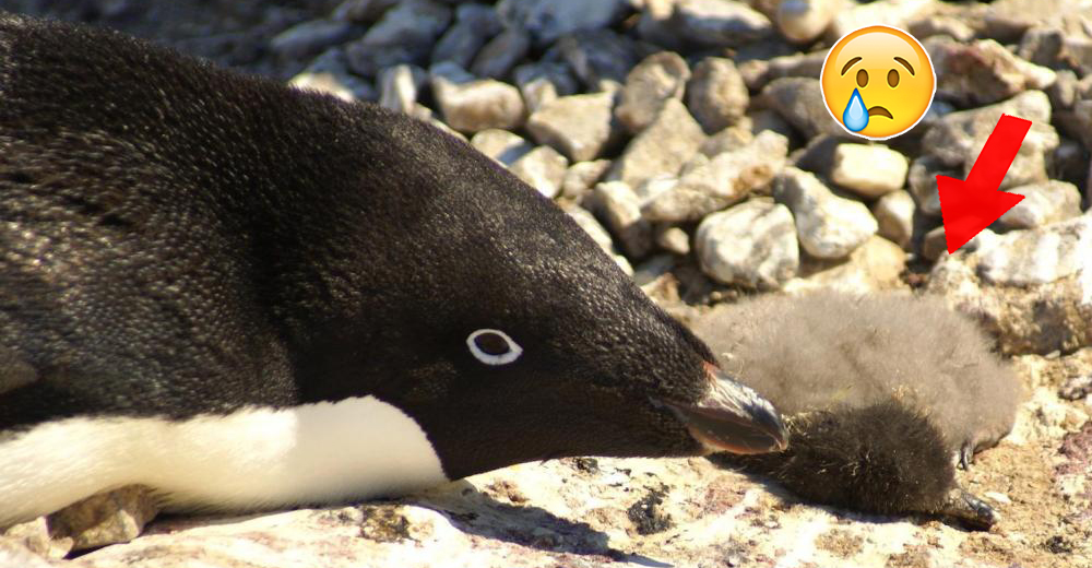 En Antártida miles de crías de pingüino Adelia viven una tragedia debido al cambio climático En Antártida miles de crías de pingüino Adelia viven una tragedia debido al cambio climático