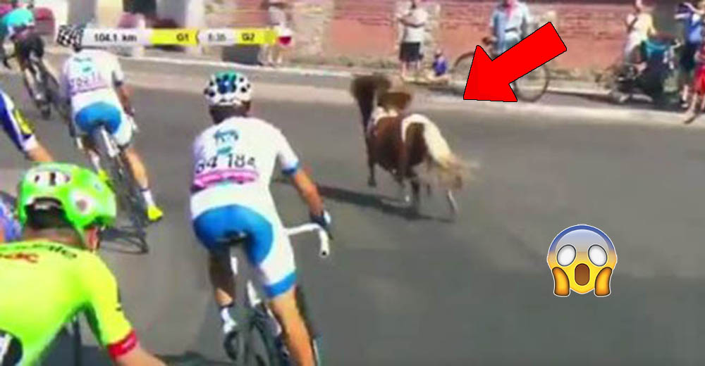 Esta carrera ciclista tuvo un inesperado y encantador participante dejando a todos boquiabiertos Esta carrera ciclista tuvo un inesperado y encantador participante dejando a todos boquiabiertos