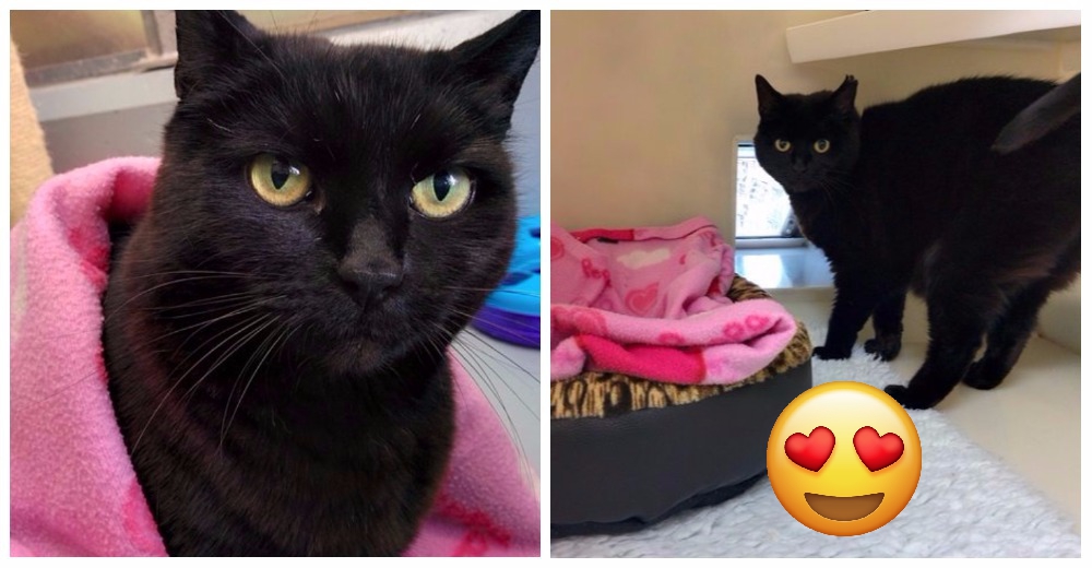 Buscan hogar para esta hermosa gatita adulta, pero tiene una rosada obsesión Buscan hogar para esta hermosa gatita adulta, pero tiene una rosada obsesión
