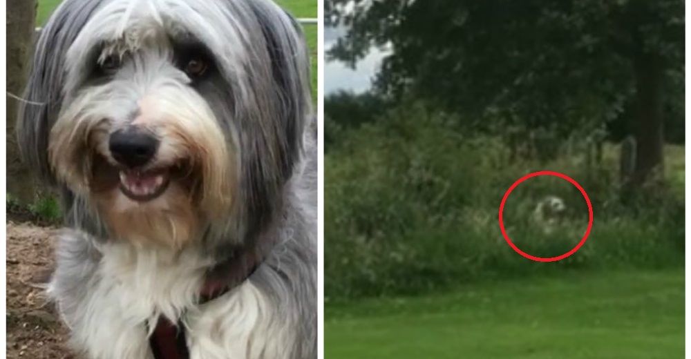 Esta perrita encontró la mejor manera de engañar a su dueña y lograr más tiempo en el parque Esta perrita encontró la mejor manera de engañar a su dueña y lograr más tiempo en el parque