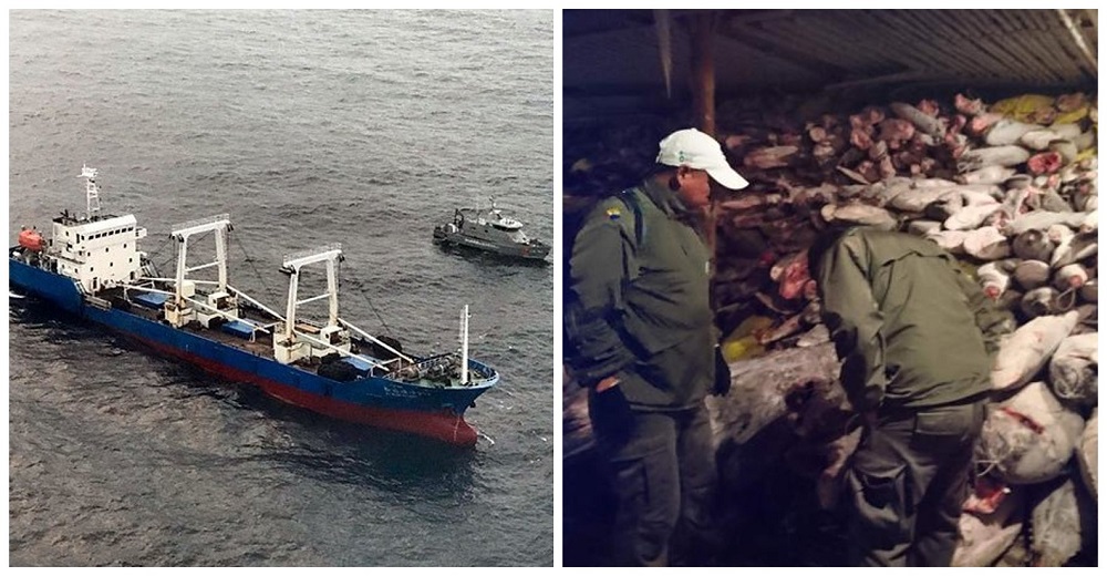 Confiscan un buque chino con 300 toneladas de especies marinas protegidas en las Islas Galápagos Confiscan un buque chino con 300 toneladas de especies marinas protegidas en las Islas Galápagos