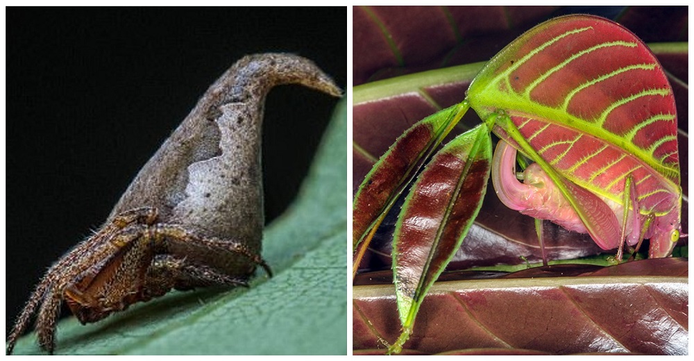 El «Top Ten»de las nuevas especies más asombrosas del 2017 El «Top Ten»de las nuevas especies más asombrosas del 2017