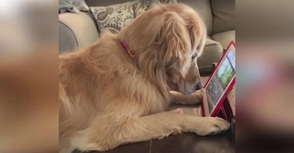 El hobbie tecnológico de esta perrita golden retriever está enloqueciendo a las redes El hobbie tecnológico de esta perrita golden retriever está enloqueciendo a las redes