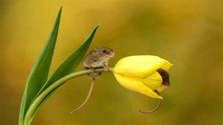 duermen tulipanes extincion dormouse flowerbed tulips in danger