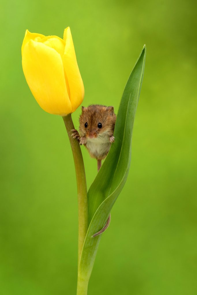 duermen tulipanes extincion dormouse flowerbed tulips in danger