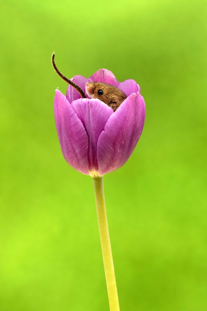 duermen tulipanes extincion dormouse flowerbed tulips in danger