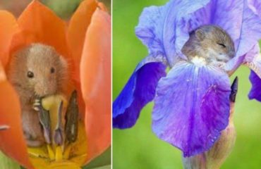 duermen tulipanes extincion dormouse flowerbed tulips in danger