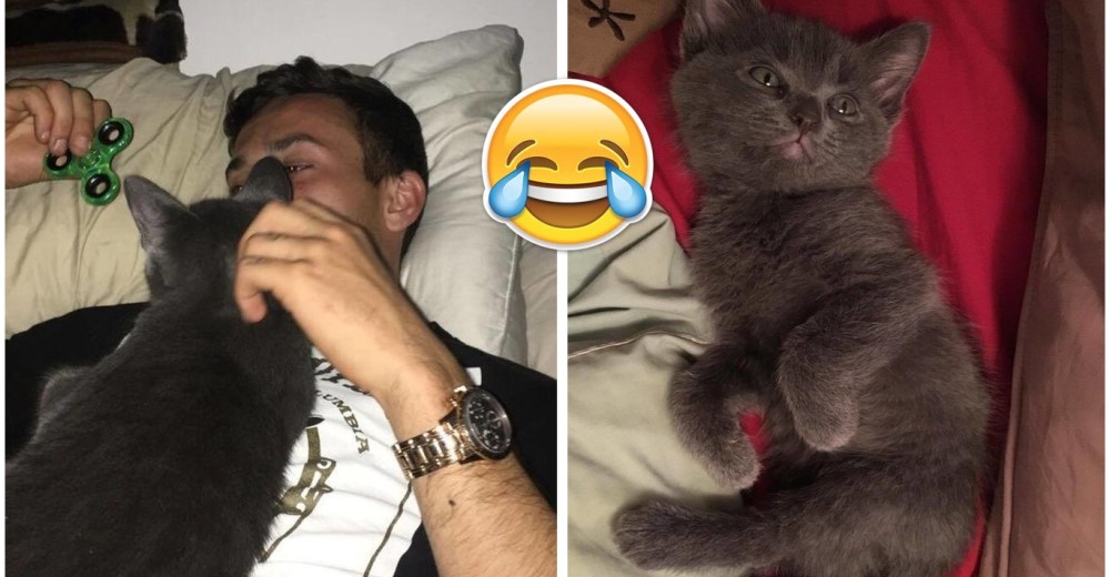 Este hombre recurre al más tierno invento para lograr que su gatito no se sienta solo Este hombre recurre al más tierno invento para lograr que su gatito no se sienta solo