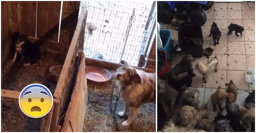 Rescatan más de 100 perros en condiciones deplorables