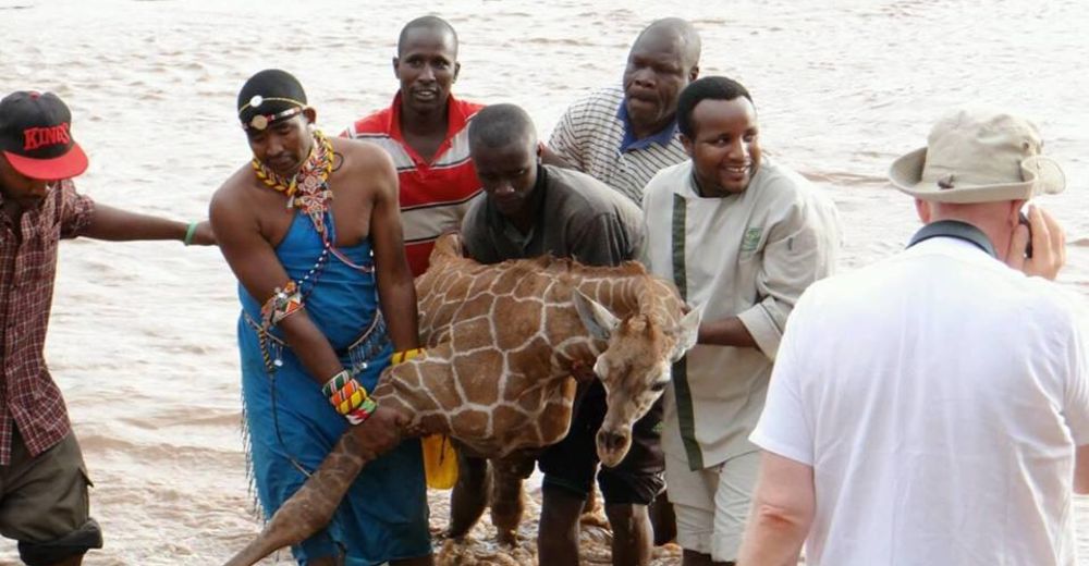 Así fue el conmovedor rescate de una bebé jirafa en Kenia, que estuvo a punto de morir ahogada