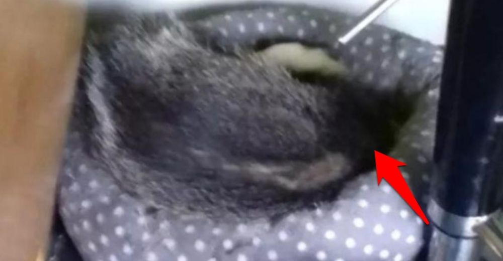 Fue a inspeccionar la cama de su gato y se llevó la más grata sorpresa Fue a inspeccionar la cama de su gato y se llevó la más grata sorpresa