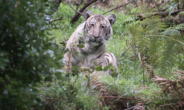 tigre palido extraño unico mundo visto en india por fotografo Nilanjan Ray Belinda Wright Nilgiri Tamil Nadu India Ranthambore Parvish Pandya morfismo de color animales en peligro de extincion cautiverio estado salvaje libertad fotografias raras 